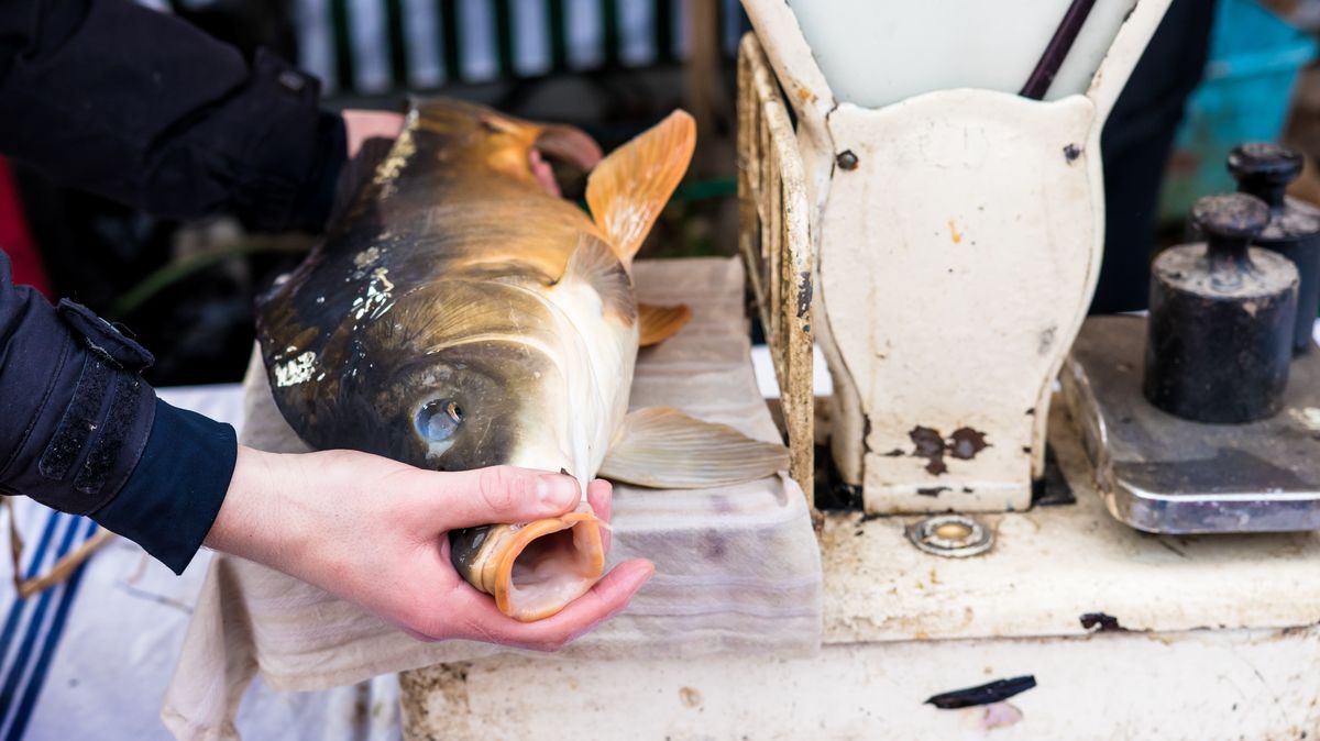 Rybáři začali ze sádek v Chropyni rozvážet kapry pro vánoční trh
